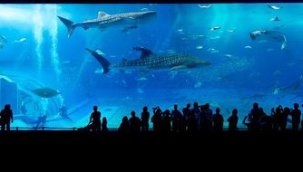 aquarium-725798_640-1