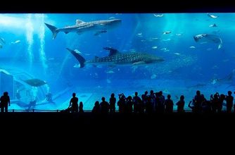 aquarium-725798_640-1