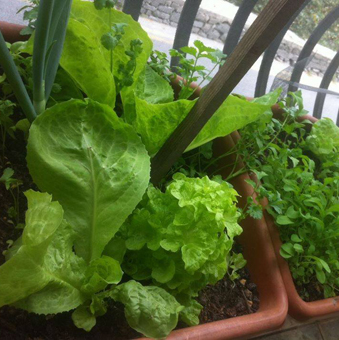 Grow your own workshop340