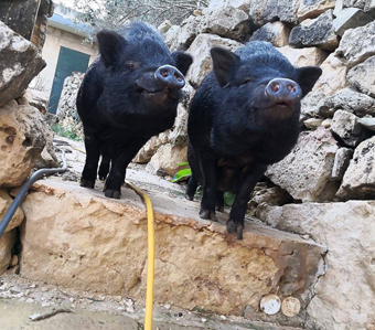 Animal Sanctuary340