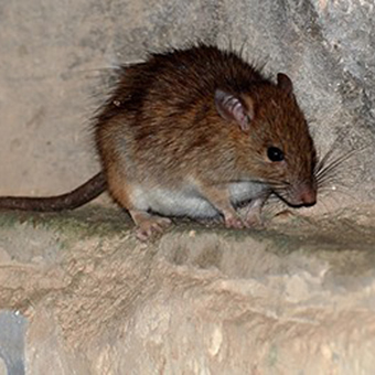 maltese mammals