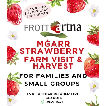 Mġarr Strawberry Farm Visit & Harvest