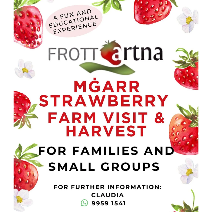 Mġarr Strawberry Farm Visit & Harvest